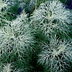 Top 10 Trendy Teal Plants for Your Garden